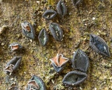 Unguiculariopsis ravenelii image