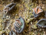 Unguiculariopsis ravenelii image