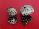 Scleroderma cepa image