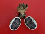 Scleroderma cepa image