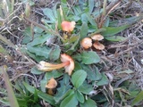 Hygrocybe acutoconica image