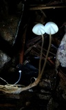 Strobilurus conigenoides image