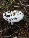 Amanita silvicola image