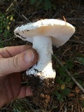 Amanita silvicola image