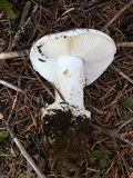 Amanita silvicola image