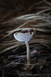 Helvella macropus image