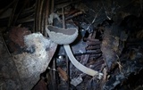 Helvella macropus image
