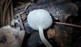 Helvella macropus image
