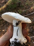 Amanita silvicola image