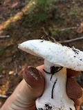 Amanita silvicola image