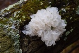 Tremella fuciformis image