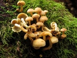 Hypholoma subviride image