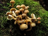 Hypholoma subviride image