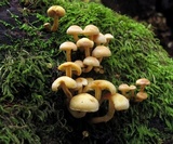 Hypholoma subviride image