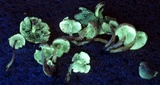 Hypholoma subviride image