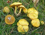Suillus americanus image