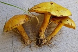 Suillus americanus image