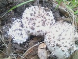 Amanita magniverrucata image