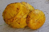 Suillus americanus image