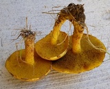 Suillus americanus image