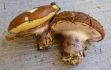 Suillus luteus image