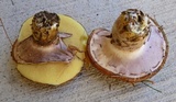 Suillus luteus image