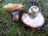Suillus luteus image