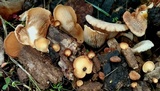 Crepidotus crocophyllus image