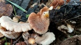 Crepidotus crocophyllus image