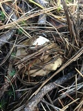 Tricholoma portentosum image