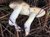 Tricholoma portentosum image