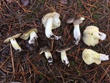 Tricholoma portentosum image