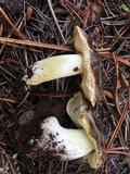 Tricholoma portentosum image
