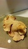 Cantharellus formosus image