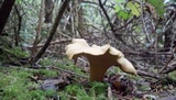 Cantharellus formosus image