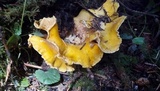 Cantharellus formosus image