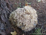 Sparassis crispa image