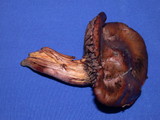 Chroogomphus ochraceus image