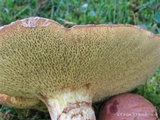 Suillus caerulescens image