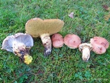 Suillus caerulescens image