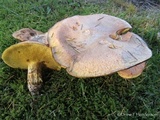 Suillus caerulescens image