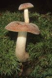 Russula mariae image