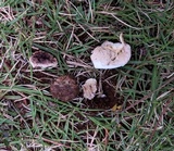 Lycoperdon asperum image