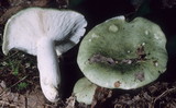 Russula variata image