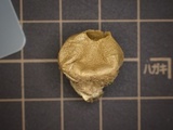 Lycoperdon asperum image
