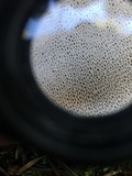 Boletopsis grisea image