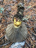 Gomphidius roseus image