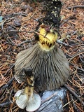 Gomphidius roseus image