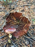 Gomphidius roseus image