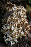 Sparassis americana image